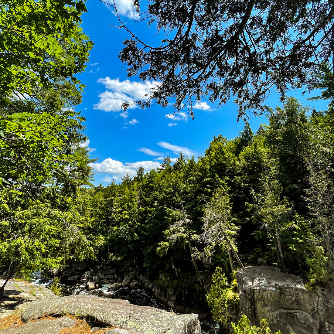 3 Life Lessons From the Forest